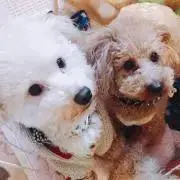 N☆☆☆の画像