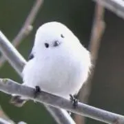 アリアの画像