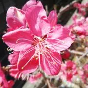 花音の画像