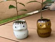 ミサワの画像
