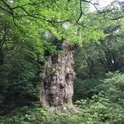 ちくわぶ