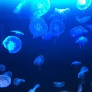 bambiの画像
