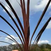 縄文土器 火焔型土器 インスパイアデザイン 植木鉢 縄文 土器 樹葉窯