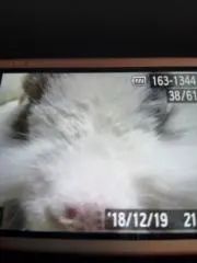 Image of ウサギ
