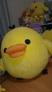 キイロイトリの画像