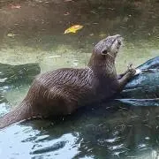 やすたかの画像