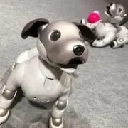 ゆーの画像