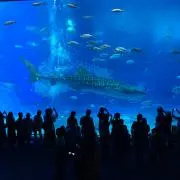 つむの画像