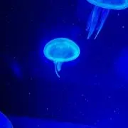 こはるん