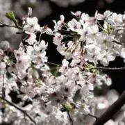 結愛