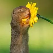 ようかんの画像