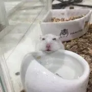 みみすけ
