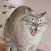 ぽこにゃんの画像