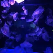 はらぺこ