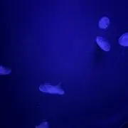 hiの画像