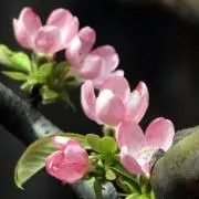 クロ　＊の画像