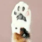 コジコジ