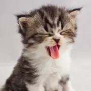 たけうまの画像