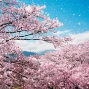 あとりの画像