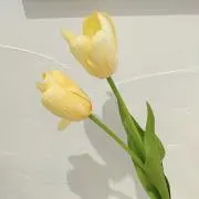りーちゃんの画像