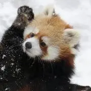なぁめろの画像