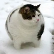 くまみの画像