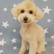 T.K