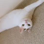 maru