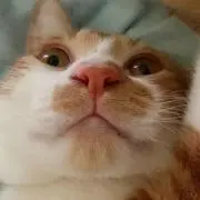 むぎ