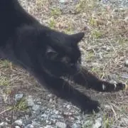 ジョージさんの画像