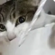 にゃの画像