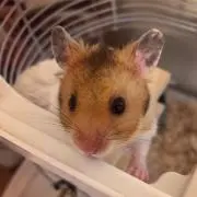 むさにの画像