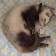 Jdkの画像