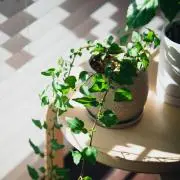 ふわふわ帽子オム