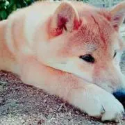 おでん