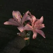 L♡の画像