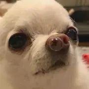 FenFenの画像