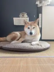 きなこの画像