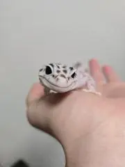 おにぎるの画像