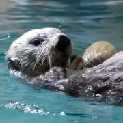 うこんの画像