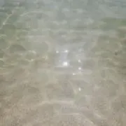 レッサー