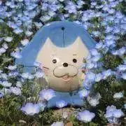 maiの画像