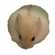 悟条五