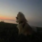 shuの画像