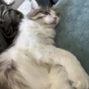 るるくの画像