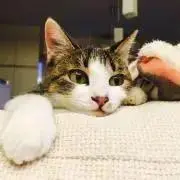 Nattuの画像