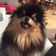 セロリ