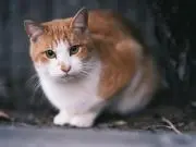 ノノの画像