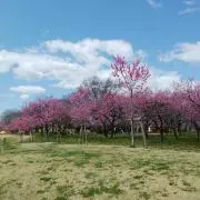 みこたんの画像