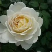 roseの画像